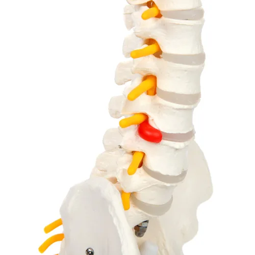 Vista 6 de Axis Scientific mini modelo de anatomía de columna vertebral, incluye nervios y viene con soporte resistente. Nervios espinales, cabezas de fémur