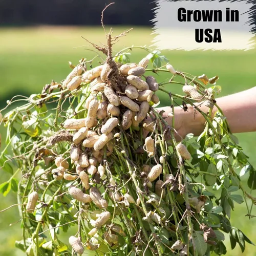 Vista 3 de Old Potters Maníes con Cáscara para Aves, Ardillas y Vida Silvestre. Maníes Crudos con Cáscara No-GMO Crecidos en EE.UU. (con Cáscara, 1.8 kg)