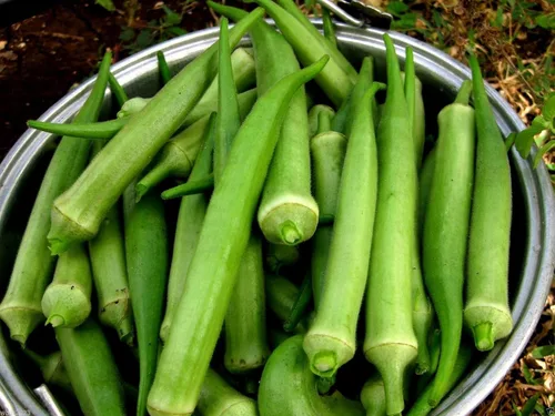 Vista 4 de Heirloom Nombo Giant Philippine Okra, Bhindi, Gumbo, Dedo de dama extra largo