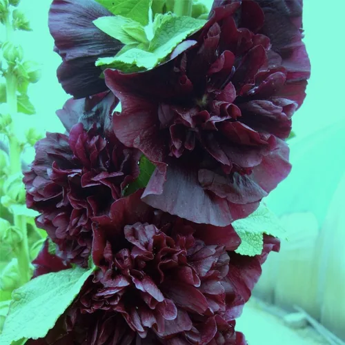 Vista 3 de Hollyhock Black Más de 30 semillas para plantar jardín de flores sin OMG
