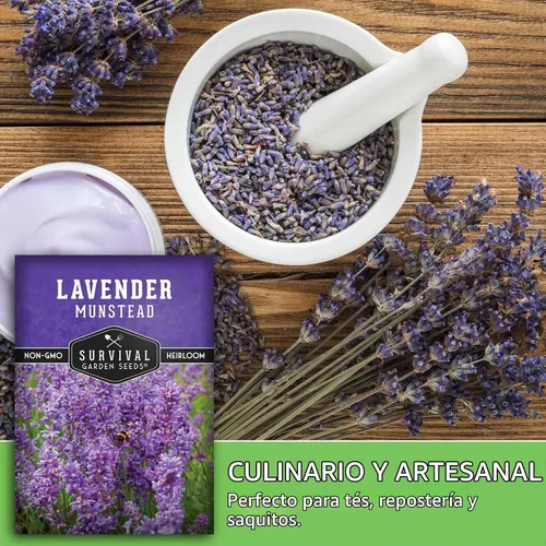 Vista 5 de Munstead English Lavender Seeds for Planting, Compact Herb - 1 Pack