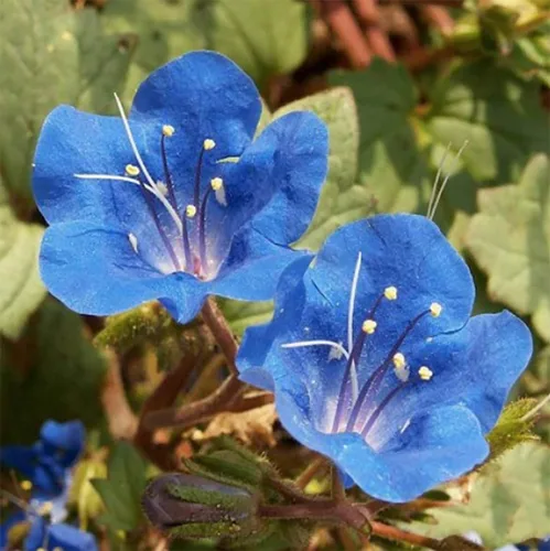 Vista 3 de Más de 3,000 semillas de flores silvestres de campanillas de California, flor silvestre nativa de California, Nemophila Menziesii S