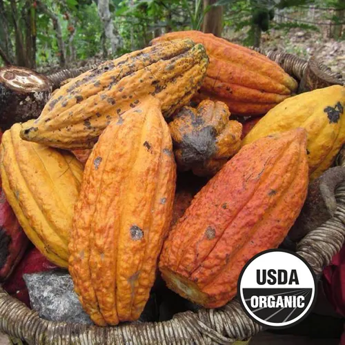Vista 7 de Wilderness Poets, Plumas de cacao orgánico (endulzadas con néctar de coco) - 100% reliquia peruana (variedad criollo), 8 onzas, 8.01 oz