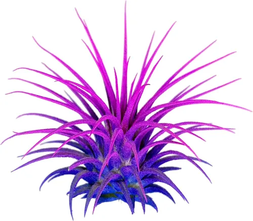 Vista 6 de Planta de aire Rainbow Tillandsia, planta de aire Tillandsia, planta de aire, purificación de aire, planta de casa, decoración y regalo para el azul