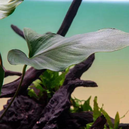 Vista 4 de SubstrateSource Plantas vivas – Anubias Hastifolia (Anubias hastifolia) – Luz baja a moderada, hojas en forma de flecha de color verde medio a