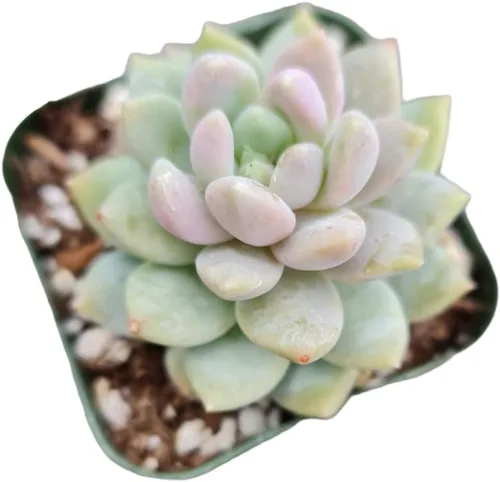 Vista 23 de Plantas suculentas vivas de USKC (maceta de 5 cm Crassula 'Tiempo de primavera')