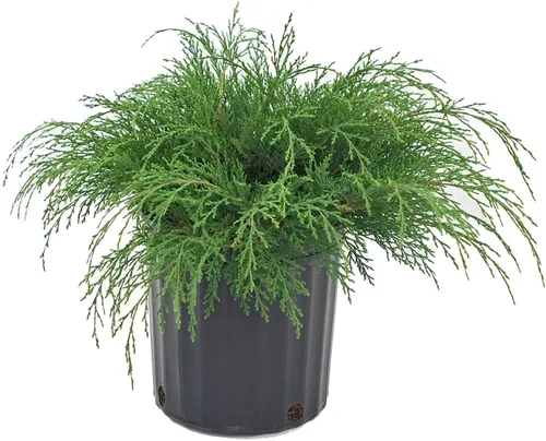 Vista 6 de Microbiota decussata (ciprés ruso) Evergreen, #3 - Tamaño Contenedor