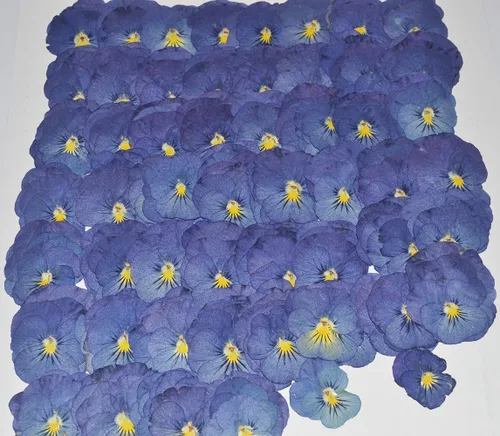 Vista 4 de 12 piezas de girasoles amarillos brillantes, flores secas prensadas reales y naturales para arte con resina y manualidades DIY
