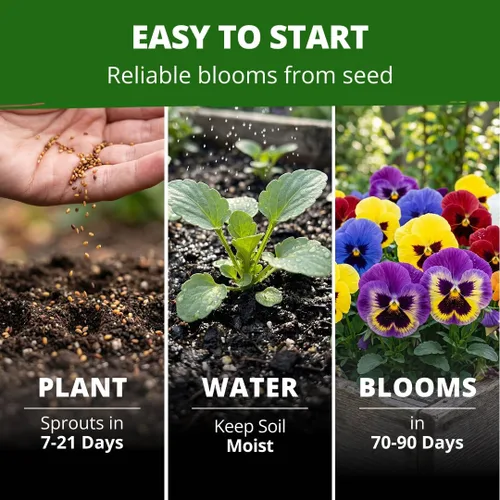 Vista 191 de HOME GROWN Semillas de Hollyhock de doble mezcla de Chater, 200 semillas