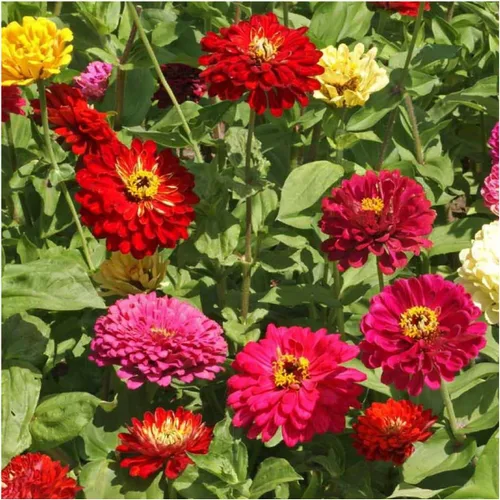 Vista 3 de Seed Needs State Fair - Semillas de zinnia para plantar flores cortadas mixtas, 1 paquete 4-Mezclado