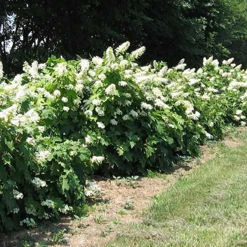 Vista 4 de CHUXAY GARDEN 50 semillas de hortensias quercifolia, hortensia de hoja de roble, hortensia de hoja de roble, llamativa planta de paisajismo que