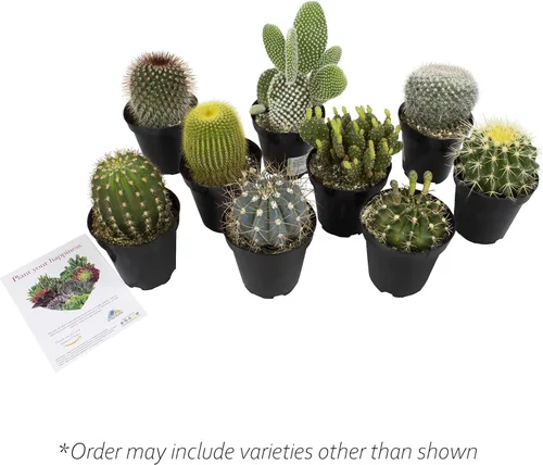 Vista 8 de Altman Plants - Colección de cactus surtidos para jardines, contenedores o regalos