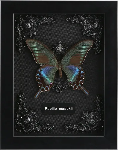 Vista 15 de Taxidermia de mariposas enmarcadas - Caja de sombra con mariposas, mariposas reales enmarcadas en una caja para estética de decoración del hogar