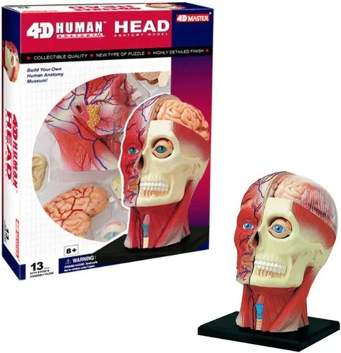 Vista 7 de Modelo de anatomía de la cabeza humana visión 4D