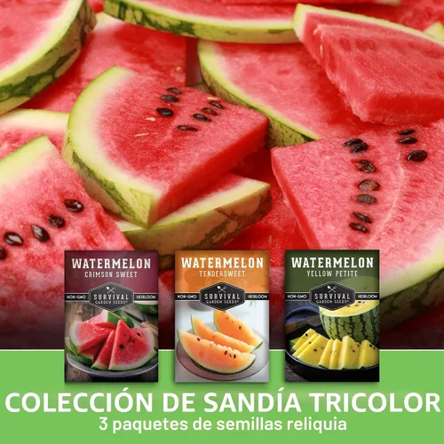 Vista 3 de Semillas de sandía tricolor para plantar – Mezcla autóctona de Crimson Sweet, Yellow Petite y Tendersweet Orange – Paquete de 3 variedades