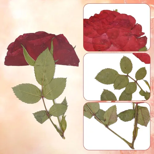 Vista 4 de 24 pétalos de rosa secos para resina, flores prensadas para jabón