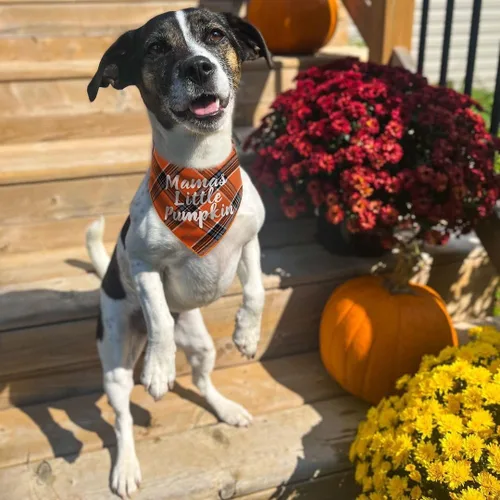 Vista 2 de Pañuelos navideños para perro, paquete de 6 bandanas para Halloween, otoño, Acción de Gracias, Navidad, para perro, decoraciones de disfraz