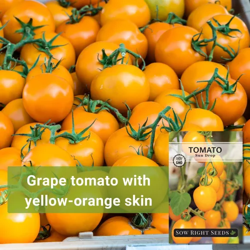 Vista 3 de Sow Right Seeds - Semillas de tomate Sun Drop para plantar - Variedad indeterminada sin OMG - Ideal para jardines al aire libre - Fácil de cultivar