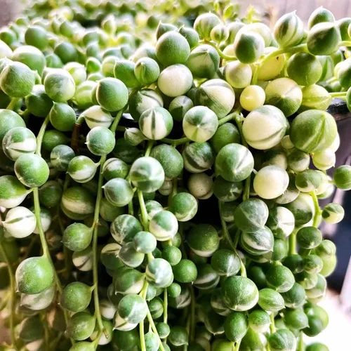 Vista 7 de Planta de cadena de perlas vivas para plantar, maceta de cadena de perlas, planta de cadena de perlas vivas, completamente enraizada, planta