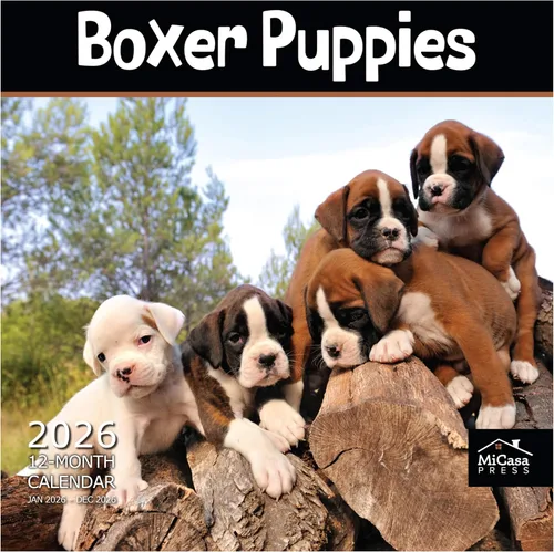 Vista 71 de MICASA PRESS Calendario de pared de Australian Shepherds Aussies 2027 02 - Pastores australianos