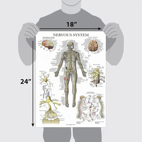 Vista 3 de Palace Learning Paquete de 2 pósteres de anatomía de nervios espinales y sistema nervioso, juego de 2 gráficos anatómicos, columna