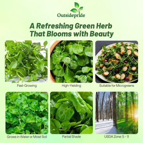 Vista 2 de Outsidepride Planta de jardín de hierbas medicinales y culinarias de berros perennes capuchina Officinale - 5000 semillas