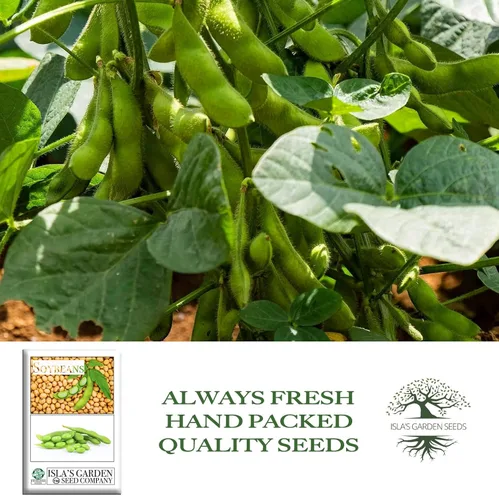 Vista 4 de Semillas de soja (Glycine max) – Más de 25 semillas sin OMG y reliquias de Isla's Garden Seeds, frijoles comestibles nutritivos para cultivo
