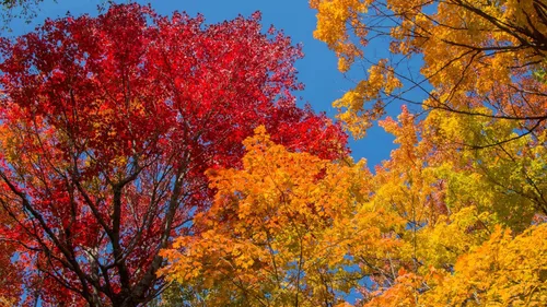 Vista 7 de Northern Sugar Maple Tree Semillas Premium Acer Saccharum 'Fall' Plants' (Premium Seeds, 10)