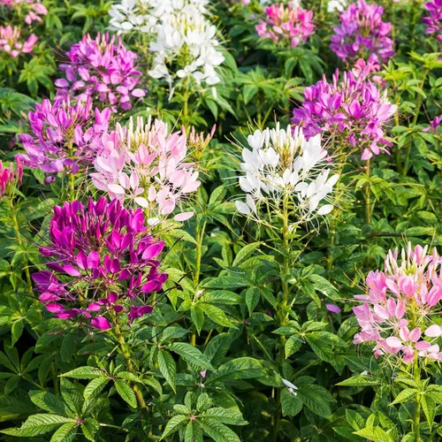 Vista 5 de Eden Brothers Cleome Seeds - Cherry Queen