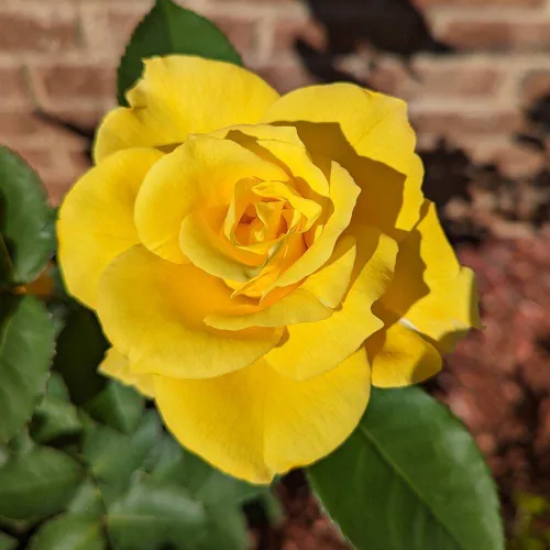 Vista 6 de Heirloom Roses Rose Bush - Planta amarilla viva Midas Touch™ para plantar en exteriores