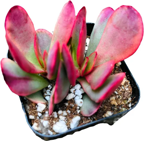 Vista 6 de Plantas de cactus suculentas vivas de USKC (maceta de 2 pulgadas) (Adromischus Maculatus)