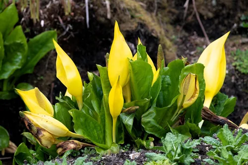 Vista 6 de 10 semillas de flor de col lysichiton americanus mofeta húmeda de lysichiton amarillo