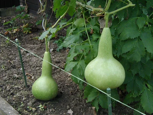 Vista 4 de Semillas Vegetal Calabash Botella Calabash Verde Calabaza (Lagenaria) - 10 Semillas