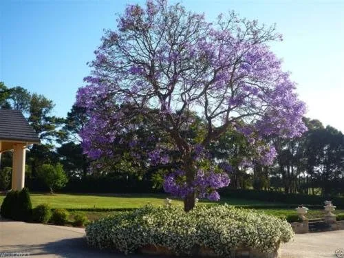 Vista 3 de Semillas de árbol de Jacaranda, Jacaranda Mimosifolia, magníficas flores azul lavanda