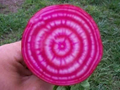 Vista 3 de Beet Chioggia Great Heirloom Vegetable by Seed Kingdom Bulk 1,500 Semillas