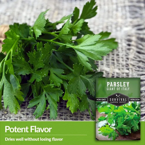 Vista 4 de Giant of Italy Semillas de perejil para plantar, hierba tradicional italiana de hoja plana con hojas grandes y sabrosas, sin OMG, ideal para cocinar