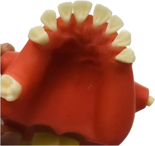 Vista 5 de Modelo de dientes de implante dental - Modelo de elevación del seno maxilar - Modelo de práctica de implante oral para educación, comunicación