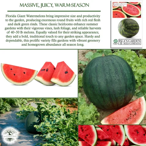 Vista 5 de Cultiva enormes sandías gigantes de Florida, más de 25 semillas de reliquia sin OMG de Isla's Garden Seeds, melones masivos de 40 a 50 libras