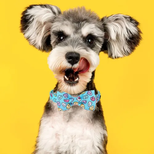 Vista 4 de MR. CHUBBYFACE - Collar de perro de San Valentín con corbatín, lindo collar de perro con corazón azul con hebilla de metal, collar de algodón