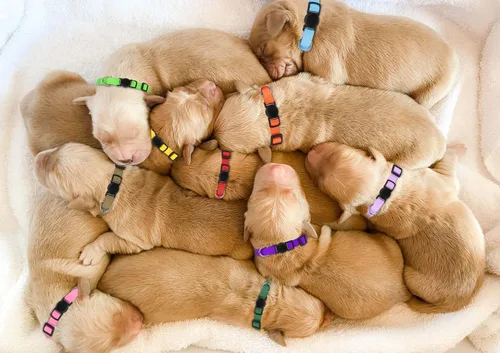 Vista 8 de Correa Blaoicni con identificación para cachorros, correa de nailon suave, ajustable, para mascotas recién nacidas, con tablas de registro