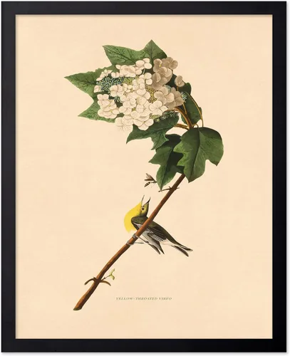 Vista 71 de Poster Master Póster Vintage de Titmouse Canadiense - Impresión Retro de Aves de América - Arte de Aves - Regalo para Hombres, Mujeres y Amantes