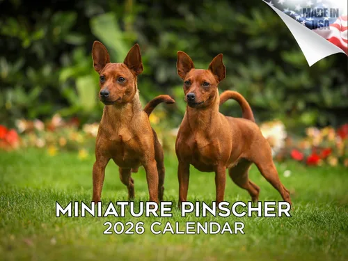 Vista 206 de Calendario de Lebrel Afgano 2025 2026, calendario mensual de pared de raza canina, 12" x 18" abierto, papel grueso sin traspaso, ideal para regalo