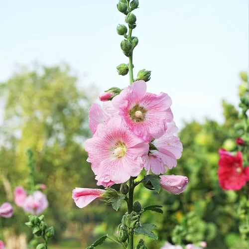 Vista 5 de Eden Brothers Hollyhock Seeds - Enrique VIII - Rosa