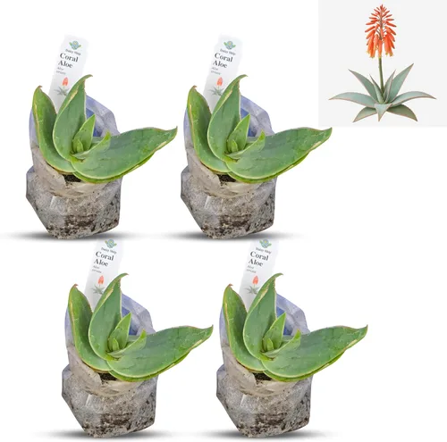 Vista 49 de Plantas de aloe coral (Aloe striata) - Suculenta viva con llamativos bordes rosados y hojas lisas y planas para jardinería en interiores