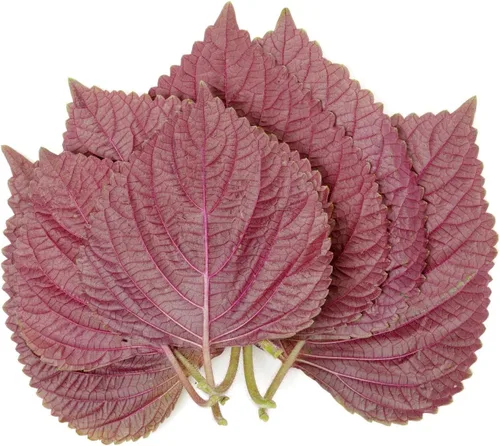Vista 2 de 1500 Seeds - Semillas de perilla vietnamita (Perilla Frutescens) Shiso Tía Tô Seeds - Semillas de albahaca vietnamita silvestre o menta morada