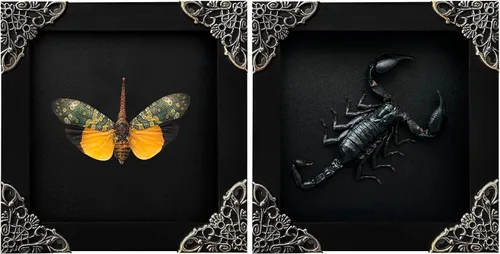 Vista 64 de 2 Real Dragonfly Specimens Shadow Box Framed Insect Display Oddities Curiosities Entomology Collection Natural History Wall Decor Gift for Nature