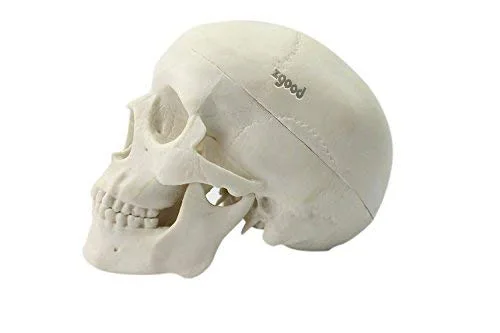 Vista 4 de Mini humano médico anatómico cabeza hueso cráneo hueso