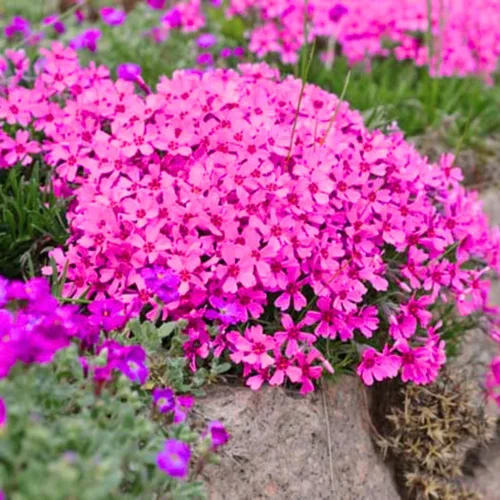 Vista 5 de Plantas Phlox Enanas Escarlatas, Planta viva Phlox Iniciadora, Bien Enraizada, Cubierta de Suelo Perenne, Juego de 2 Plantas