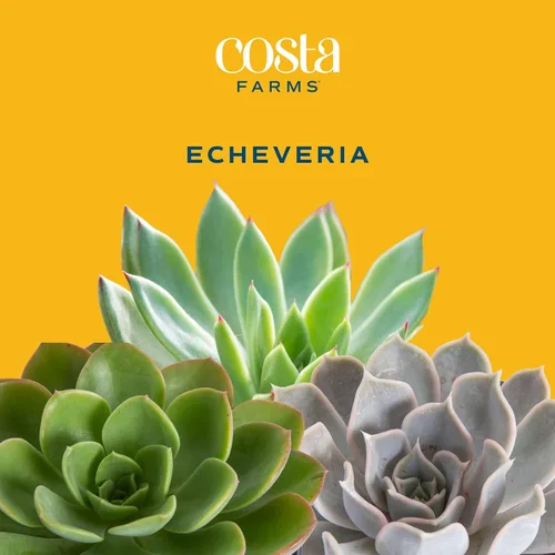Vista 4 de Plantas vivas HAWORTHIA de Costa Farms, Echeveria Easy live succulents that thrive on neglect. Ideal housewarming or birthday gift. 3-pack.