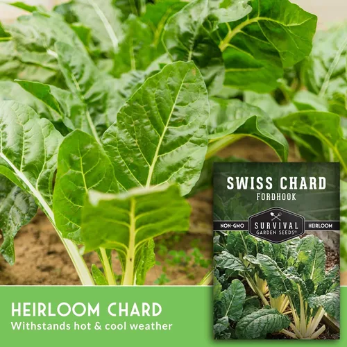 Vista 5 de Fordhook - Semillas de acelga gigante para plantar, acelga verde reliquia con tallos blancos, cultivo de clima fresco o cálido para jardines